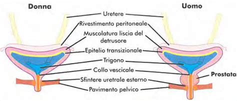 Diagramma anatomico della regione anale e pelvica maschile e femminile