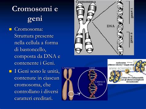 Cromosomi e geni