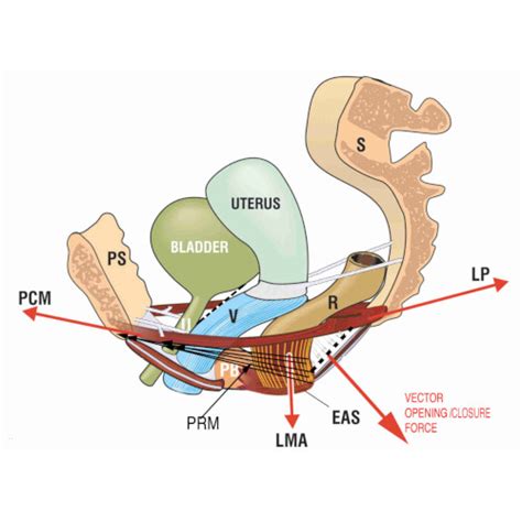 Diagramma della posizione dei legamenti uterini