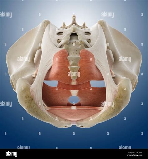 rappresentazione anatomica della vescica e dei muscoli del pavimento pelvico