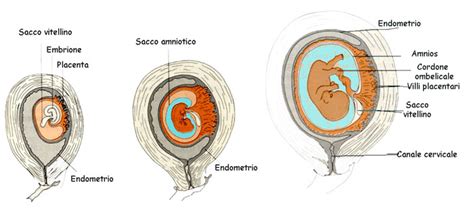 diagramma degli strati amniotici e coriali intorno al feto