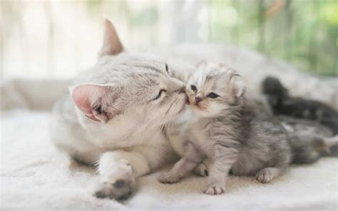 Proprietario che osserva con discrezione mamma gatta con i piccoli
