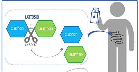 Diagramma che illustra il processo di digestione del lattosio con e senza lattasi