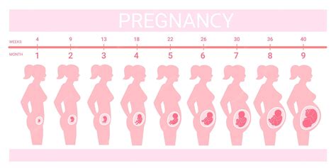 Illustrazione di una donna incinta con diverse forme di pancione