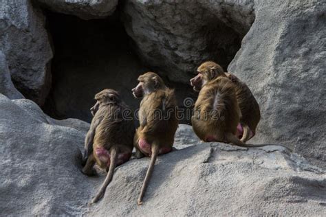 Un gruppo di babbuini in un ambiente roccioso