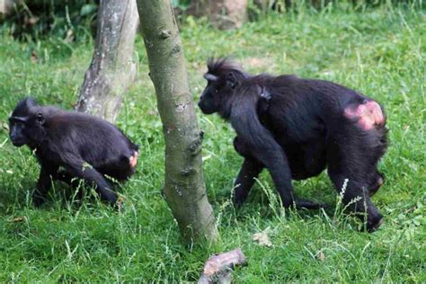 Cinopiteco (<em>Macaca nigra</em>) con sedere rosso e rigonfio