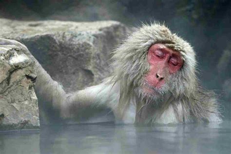 Macaco Rhesus che mostra il deretano rosso