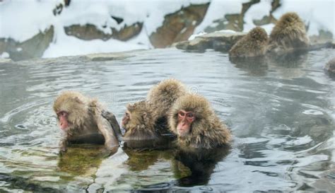 Macaco Giapponese in una sorgente termale con la neve