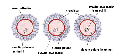 Stadi di maturazione dell'ovocita: da ovocita primario a ovocita secondario