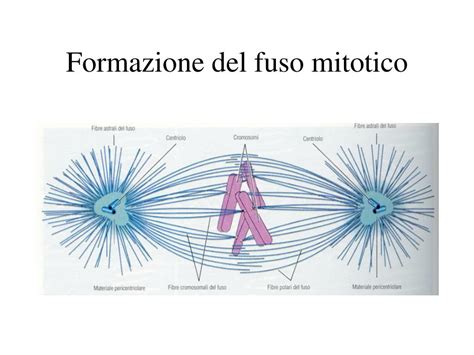 Rappresentazione del fuso meiotico nell'ovocita