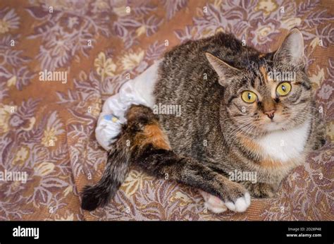 Gatto con pannolino