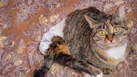 Schema di applicazione pannolino gatto
