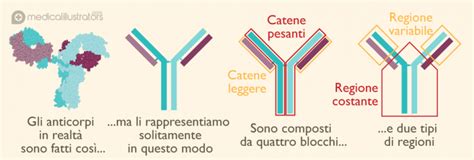 Diagramma che mostra come gli anticorpi monoclonali sulla striscia reattiva di un test di gravidanza catturano le molecole di hCG nell'urina, causando un cambiamento di colore