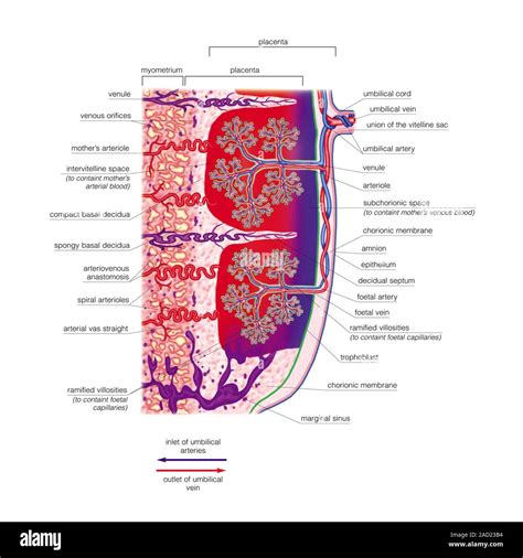 Sezione trasversale della placenta
