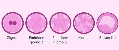 Fasi iniziali dell'impianto embrionale