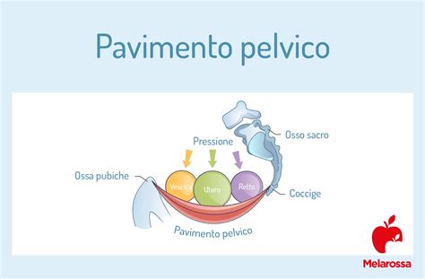 Schema che illustra il pavimento pelvico e i suoi componenti