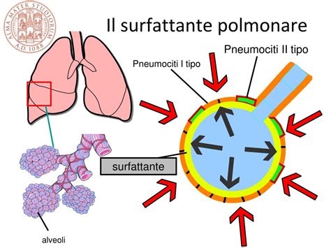 infografica sulle fasi di sviluppo polmonare e produzione di surfactante