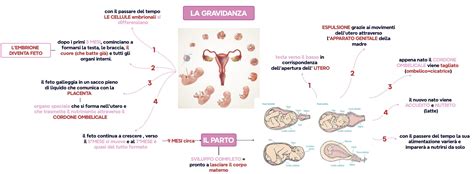diagramma concettuale dell'evoluzione dei canoni estetici sulla gravidanza dal 1500 a oggi
