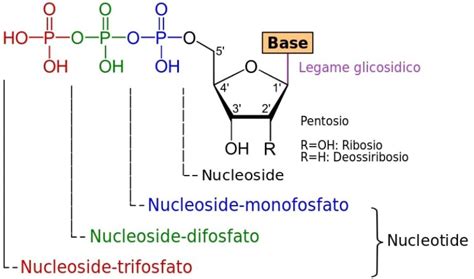 infografica che mostra la presenza di GOS, nucleotidi e vitamine nel latte in polvere