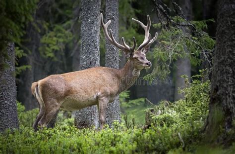 Ritratto di un cervo nobile maschio con palchi imponenti nella foresta