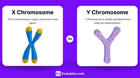 Chromosome comparison traditional vs molecular