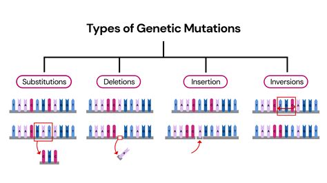 Genetic mutations and complexity