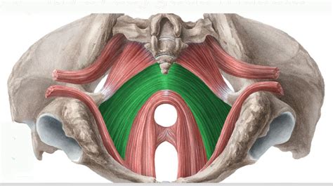 anatomia del pavimento pelvico