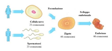 illustrazione del processo di trasferimento dei gameti nella tuba di Falloppio