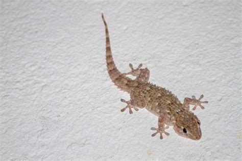 Un geco appollaiato su un muro antico