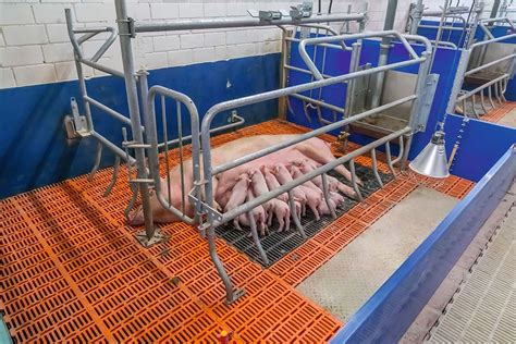 Sow in a farrowing pen with freedom of movement