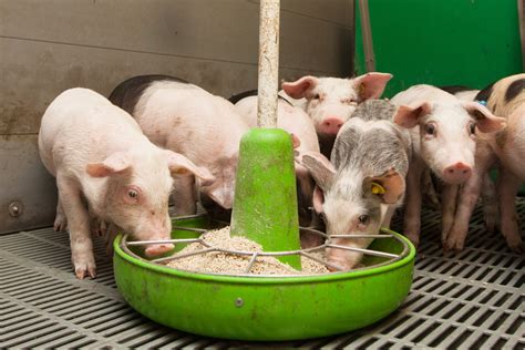Piglets eating pre-starter feed