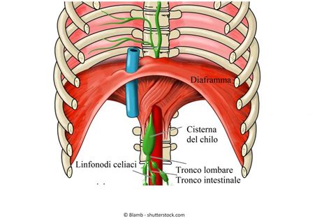 Diagramma delle connessioni tra colonna vertebrale, diaframma e sistema digestivo