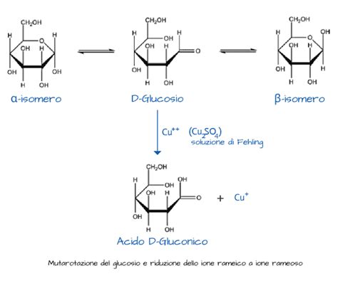 diagramma metabolico zuccheri gravidanza