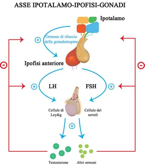 schema dell'asse ormonale ipotalamo-ipofisi-gonadi e il ruolo del testosterone