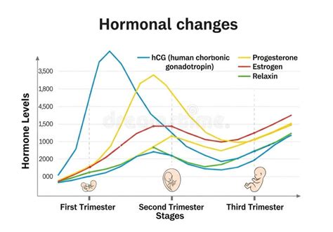 Hormonal changes in pregnancy diagram