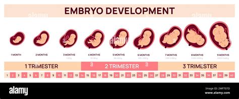 rappresentazione stilizzata dello sviluppo fetale e della connessione madre-bambino