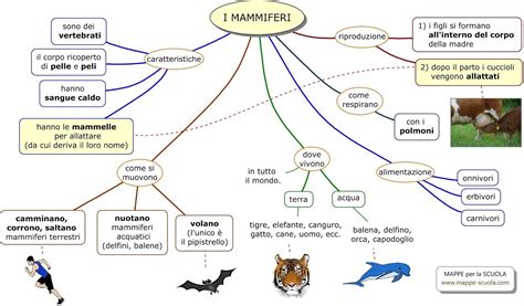 mappa comparativa della durata della gestazione in diverse specie di mammiferi