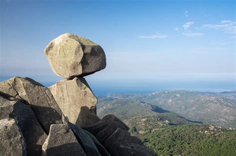 Oocita di cagna in estro