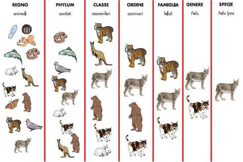 Confronto della durata della gravidanza in diverse specie di mammiferi