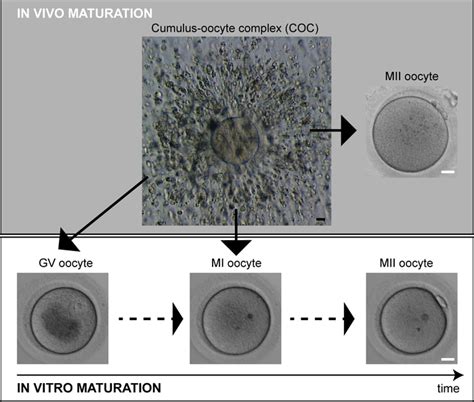 Ovociti bovini in maturazione in vitro