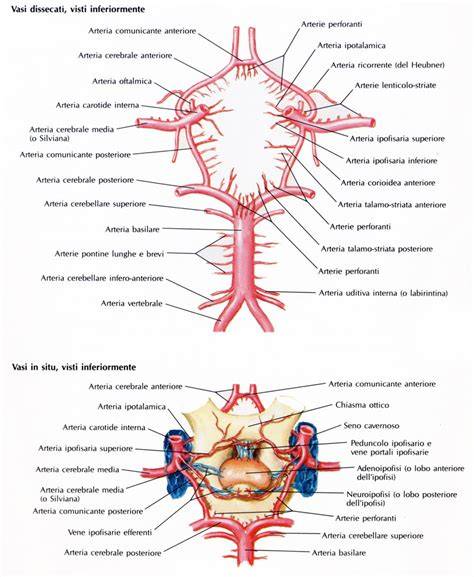 Schema anatomico del Circolo di Willis
