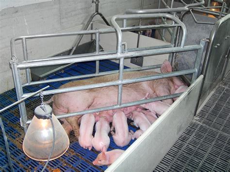 Sala parto con gabbia per la scrofa