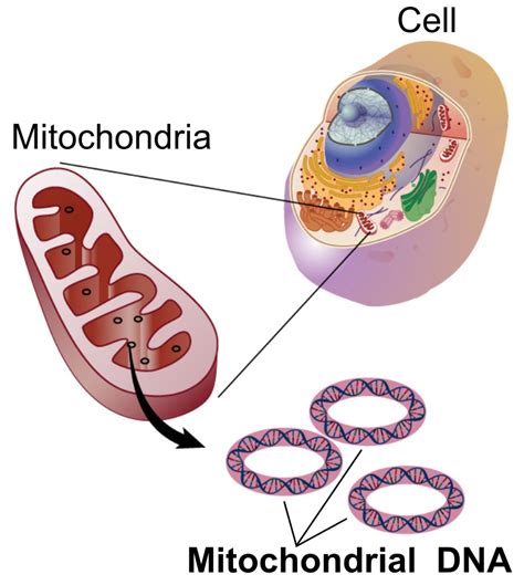 Diagramma del DNA mitocondriale