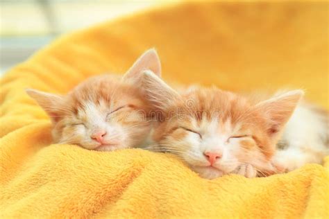 Gattini neonati che dormono insieme
