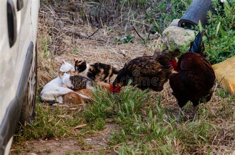 Gattini che si nutrono dalla madre