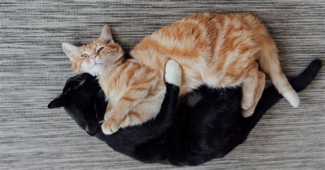 Gattini che esplorano un ambiente di gioco