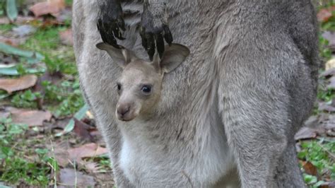 Canguro appena nato nel marsupio della madre