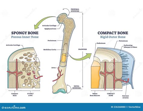 Confronto anatomico tra marsupiale e placentato
