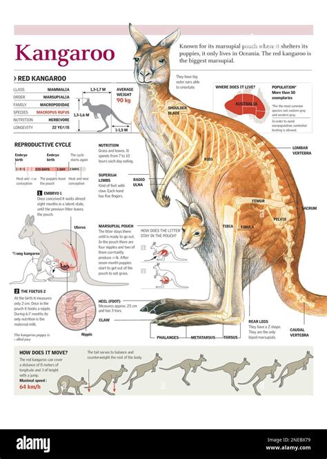 Schema dell'anatomia del canguro e del suo salto