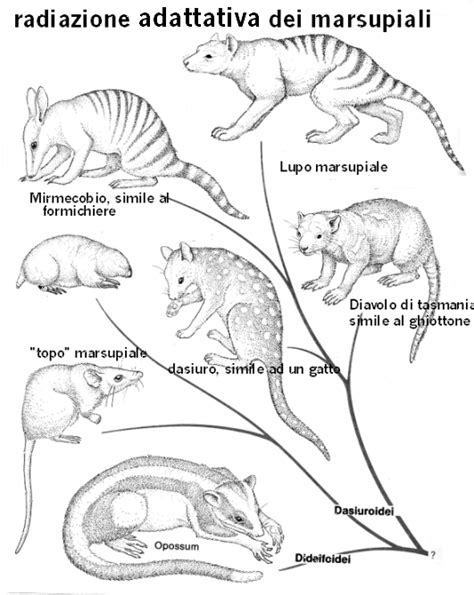Esempi di convergenza evolutiva tra marsupiali e placentati
